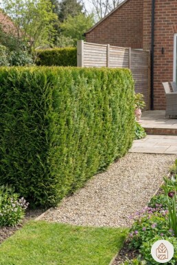 Cypres / Chamaecyparis Lawsoniana Columnaris Ivonne 120-140 cm