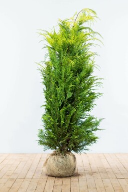 Chamaecyparis de Lawson Chamaecyparis lawsoniana 'Ivonne' Haie 160-180 Motte Cypres / Chamaecyparis Lawsoniana Columnaris Ivonne 160-180 cm