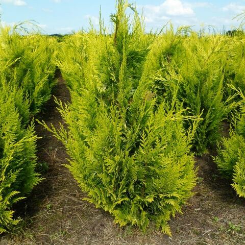 Cypres / Chamaecyparis Lawsoniana Columnaris Ivonne 160-180 cm