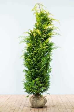 Chamaecyparis de Lawson Chamaecyparis lawsoniana 'Ivonne' Haie 180-200 Motte Cypres / Chamaecyparis Lawsoniana Columnaris Ivonne 180-200 cm