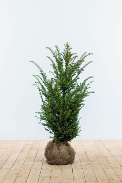If Commun / Taxus Baccata 60-80 cm