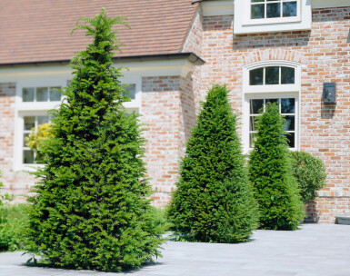 If Commun / Taxus Baccata 60-80 cm