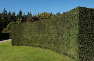 If Commun / Taxus Baccata 80-100 cm