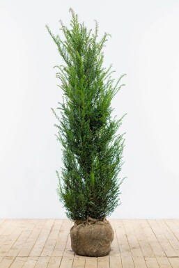 If Commun / Taxus Baccata 120-140 cm