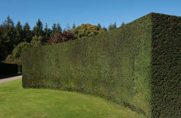If Commun / Taxus Baccata 120-140 cm