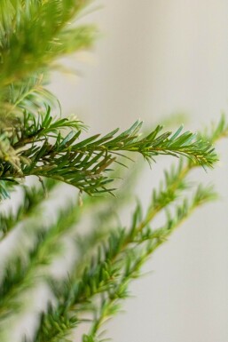 If Commun / Taxus Baccata 120-140 cm