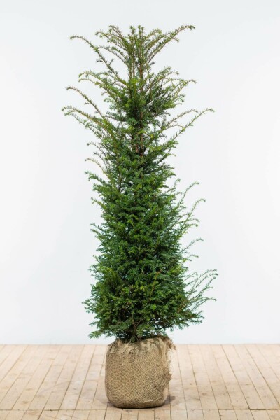 If Commun / Taxus Baccata 140-160 cm