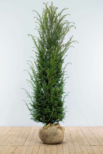 If Commun / Taxus Baccata 180-200 cm