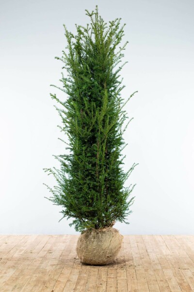 If Commun / Taxus Baccata 200-225 cm