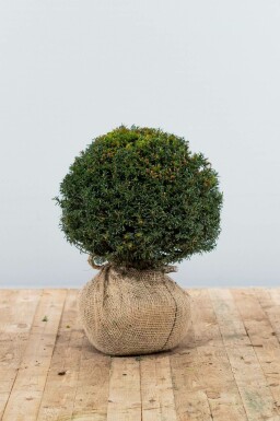If / Taxus Baccata Boule 30-40 cm