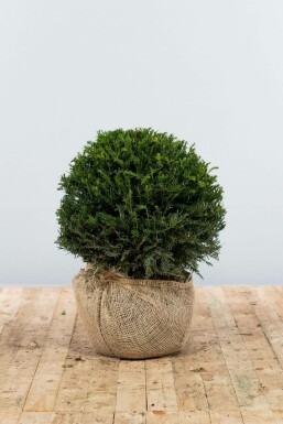 If / Taxus Baccata Boule