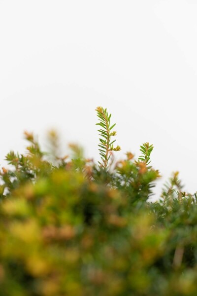 If / Taxus Baccata Boule 40-50 cm