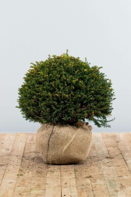 If / Taxus Baccata Boule