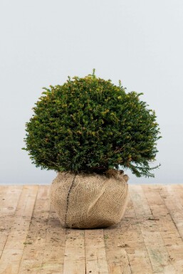 If Ă  baies Taxus baccata Boule 50-60 Motte If / Taxus Baccata Boule 50-60 cm