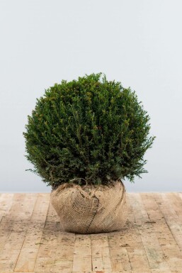 If Ă  baies Taxus baccata Boule 60-70 Motte If / Taxus Baccata Boule 60-70 cm