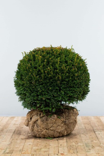If / Taxus Baccata Boule 70-80 cm