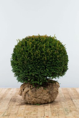 If Ă  baies Taxus baccata Boule 70-80 Motte If / Taxus Baccata Boule 70-80 cm