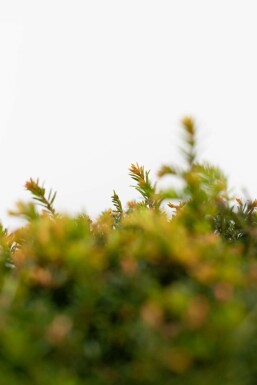 If / Taxus Baccata Boule 70-80 cm