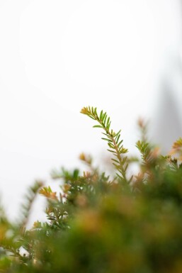 If / Taxus Baccata Boule 70-80 cm