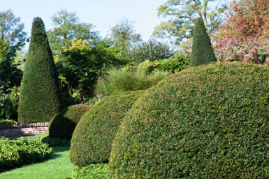 If / Taxus Baccata Boule 70-80 cm