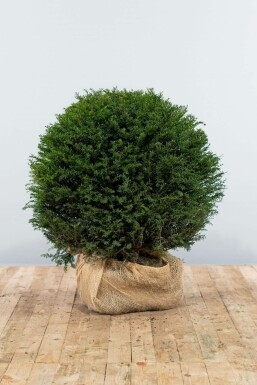 If / Taxus Baccata Boule