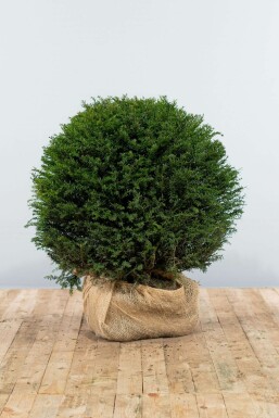 If Ă  baies Taxus baccata Boule 80-90 Motte If / Taxus Baccata Boule 80-90 cm