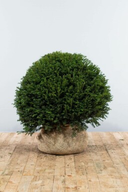 If Ă  baies Taxus baccata Boule 90-100 Motte If / Taxus Baccata Boule 90-100 cm