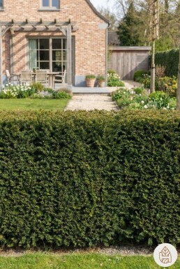 Taxus baccata 'David' arbuste 20-30 cm C1