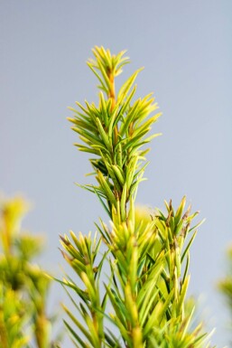 If / Taxus Baccata David 160-180 cm