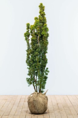 If à baies Taxus baccata 'Fastigiata Aurea' Haie 120-140 Motte If / Taxus Baccata Fastigiata Aurea 120-140 cm
