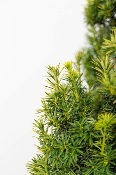 If / Taxus Baccata Fastigiata Aurea 120-140 cm