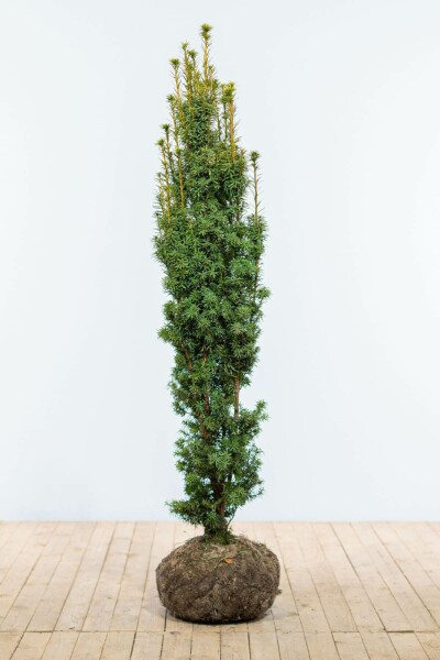 If / Taxus Baccata Fastigiata Aurea 140-160 cm