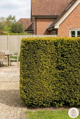 If / Taxus Baccata Fastigiata Aurea 140-160 cm