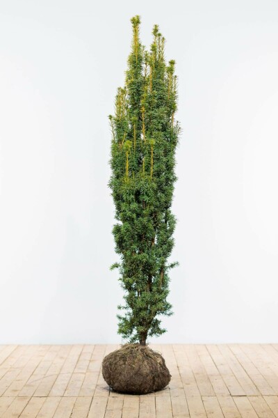 If / Taxus Baccata Fastigiata Aurea 180-200 cm