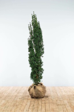 If à baies Taxus baccata 'Fastigiata Robusta' Haie 140-160 Motte If / Taxus Baccata Fastigiata Robusta 140-160 cm