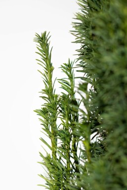 If à baies Taxus baccata 'Fastigiata Robusta' Haie 140-160 Motte If / Taxus Baccata Fastigiata Robusta 140-160 cm