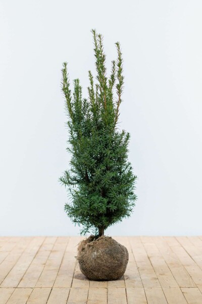 If Hybride / Taxus Media Hicksii 80-100 cm