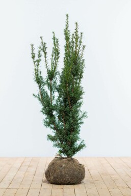 If Hybride / Taxus Media Hicksii 100-120 cm