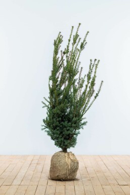 If Hybride / Taxus Media Hillii