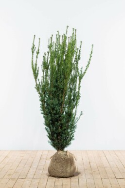 If Hybride / Taxus Media Hillii