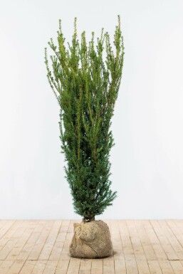 If Hybride / Taxus Media Hillii