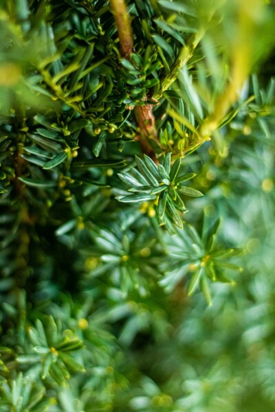 Ta×us × media 'hillii' Taxus × media 'Hillii' Haie 140-160 Motte If Hybride / Taxus Media Hillii 140-160 cm