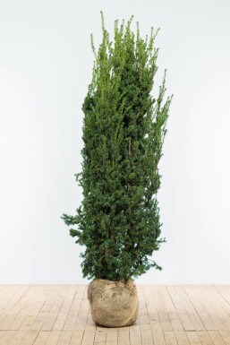 If Hybride / Taxus Media Hillii