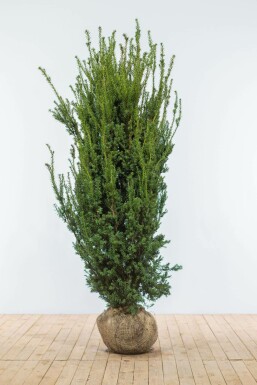 If Hybride / Taxus Media Hillii