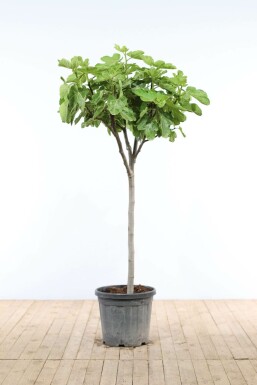 Figuier d'Europe Ficus carica Sur tige 10-15 80-100 Pot