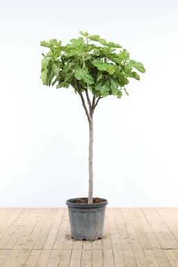 Figuier d'Europe Ficus carica Sur tige 10-15 80-100 Pot Figuier / Ficus Carica Sur tige/stipe/tronc 80-100 cm