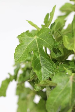 Figuier / Ficus Carica Sur tige/stipe/tronc 80-100 cm