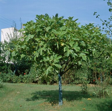 Figuier d'Europe Ficus carica Sur tige 20-30 175-200 Pot Figuier / Ficus Carica Sur tige/stipe/tronc 175-200 cm