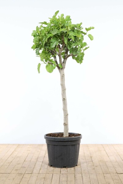 Figuier d'Europe Ficus carica Sur tige 30-40 175-200 Pot Figuier / Ficus Carica Sur tige/stipe/tronc 175-200 cm