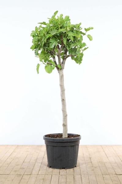 Figuier d'Europe Ficus carica Sur tige 40-50 175-200 Pot Figuier / Ficus Carica Sur tige/stipe/tronc 175-200 cm